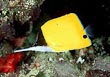 Longnose Butterfly Fish